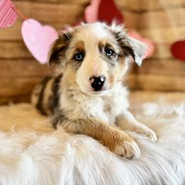 Ollie - Blue merle male Miniature American Shepherd puppy in Ash Grove, Missouri from 3 Barrels Farms, LLC