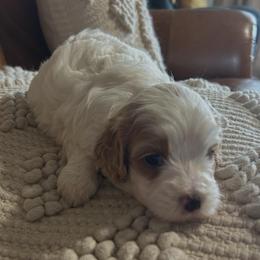 Georgia - Blenheim female Cavapoo puppy in Arabi, Georgia from Huckadoodle Farm