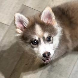Skor's blue boy - Blue male Pomsky puppy in Enid, Oklahoma from Mile Hi Pomskies