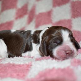 Stampede - Liver white and roan male English Springer Spaniel puppy in Chapmansboro, Tennessee from Balthrop Bend Farms