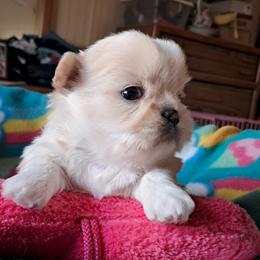 Carrie - White female Shih Tzu puppy in Silver Springs, Nevada from Meadowlyn's Dream Shih Tzu