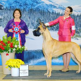 Bougie - Great Dane