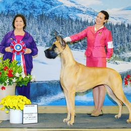 Bougie - Great Dane