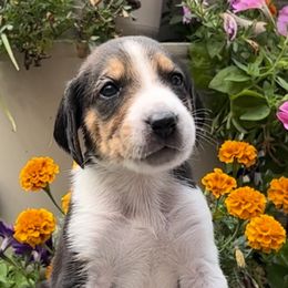 Boy 1 - American Foxhound puppy in Supply, North Carolina from Cedarwood Kennels