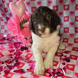 Purple collar - Brown and white female Bernedoodle puppy in Mckenzie, Tennessee from Small Town Doodles & Poodles