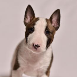 Boy 3 - male Miniature Bull Terrier puppy in Leander, Texas from Romp N' Run Ranch