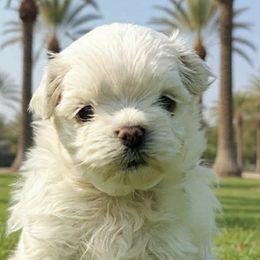 Maltese and Yorkshire Terriers from Jurate Belanger