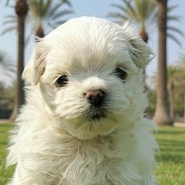 Maltese and Yorkshire Terriers from Jurate Belanger