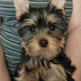 Toby - Blue and gold male Yorkshire Terrier puppy in Potomac, Maryland from Fabiana's Yorkshire Terriers