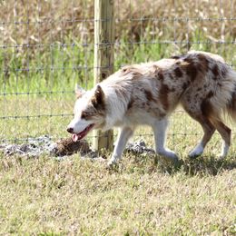 American Corgi, Border Collie, and Pembroke Welsh Corgi Puppies from Cowtown Corgis & Border Collies