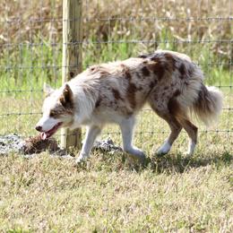 American Corgi, Border Collie, and Pembroke Welsh Corgi Puppies from Cowtown Corgis & Border Collies
