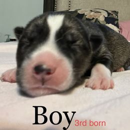 Siberian Husky Puppies from Howlin’ Husky Farms