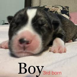 Siberian Husky Puppies from Howlin’ Husky Farms