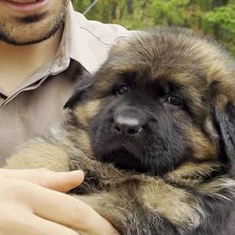 German Shepherds from Puppies Kingdom Team