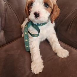 Cavapoo and Poodle Puppies from Salt Creek Doodles