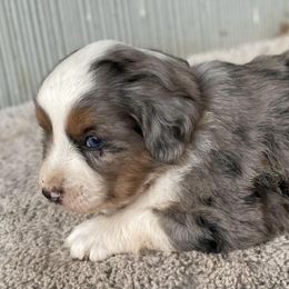 Miniature Australian Shepherds from Well-Don Miniature Australian Shepherds