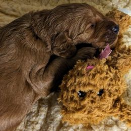 Pink Puppy - Goldendoodle puppy from Oak Park Goldendoodles
