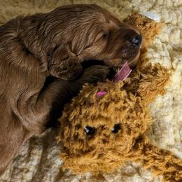 Pink Puppy - Goldendoodle puppy from Oak Park Goldendoodles