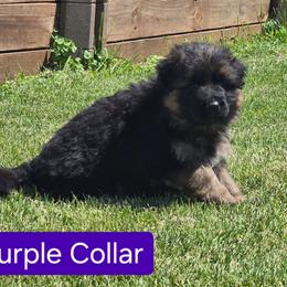 Purple Collar - Black and red female German Shepherd puppy in Sumner, Iowa from Vom Wilke Kennels