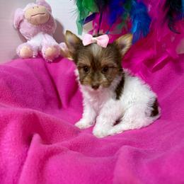 Girl 1 - Black tan and white female Biewer Terrier puppy in Roswell, Georgia from CG Tiny Paws