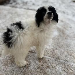 Stuffing - Parti male Poodle puppy in Greeneville, Tennessee from Smokey Mountain Sheepadoodles