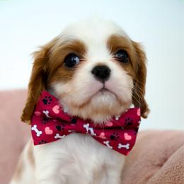 Arthur - Blenheim male Cavalier King Charles Spaniel puppy in Greensboro, North Carolina from Hyde Park Cavaliers