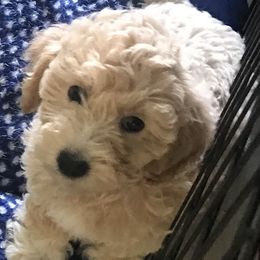 Labradoodle Puppies from A Yappy Hour