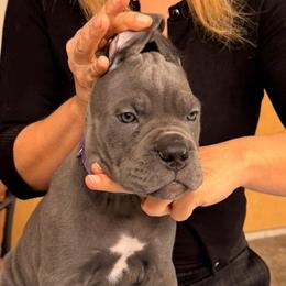 Betan D Court-B...... - Gray female Cane Corso puppy in Cypress, Texas from Betan Cane Corso D’ Court
