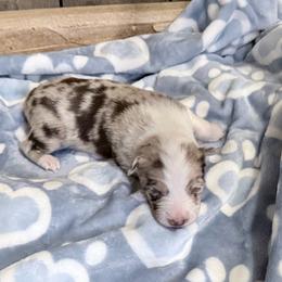Thumper - Red merle male Border Collie puppy in Guffey, Colorado from Sunset Ridge