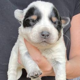 Girl 1 - Blue female Australian Cattle Dog puppy in Irvington, Kentucky from Dry Valley’s Australian Cattle Dogs