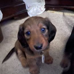 Dachshund Puppies from Cogsworth Cromwell Dachshunds of South West Michigan