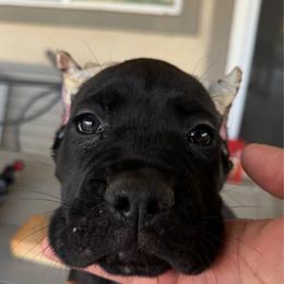 Lavendar - Black female Cane Corso puppy in Homeland, California from Dal Deserto Cane Corso