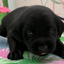 Purple - Black male Labrador Retriever puppy in Heath Springs, South Carolina from Rich Hill Retrievers