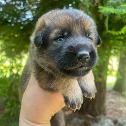 Fiesta - Sable female German Shepherd puppy in Oakland, Oregon from VHM German Shepherds