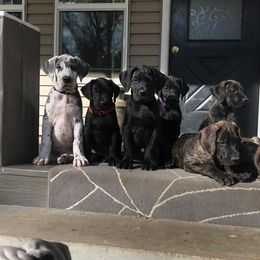 Great Dane Puppies from Bond Acres Great Danes