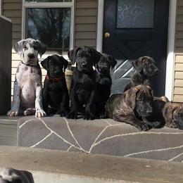 Great Dane Puppies from Bond Acres Great Danes