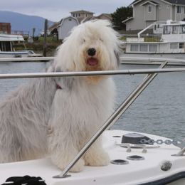 Old English Sheepdogs from Island Bound Old English Sheepdogs