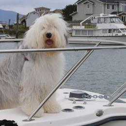 Old English Sheepdogs from Island Bound Old English Sheepdogs