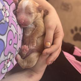 Goldendoodle Puppies from North Star Dog Training