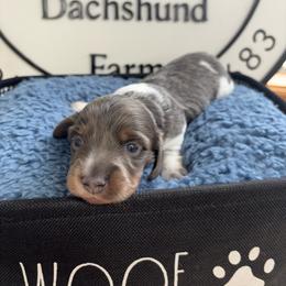 Kristoff 7 - Blue and tan male Dachshund puppy in Scottdale, Pennsylvania from Our Sweet Dachshund Farm