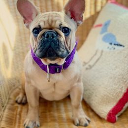 Winnie - French Bulldog