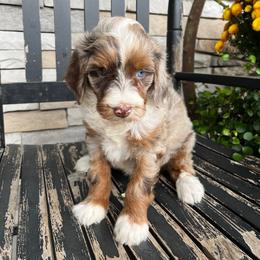 Lola - Blue merle female Bernedoodle puppy in Holtwood, Pennsylvania from Country Ridge Puppies