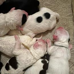 Squirt - Black and white female Portuguese Water Dog puppy in Weston, Idaho from Gro-T Kennels