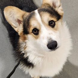 Fortune - Pembroke Welsh Corgi