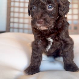 Charlie - Parti male Goldendoodle puppy in Gilbert, Arizona from Sunny Doodles