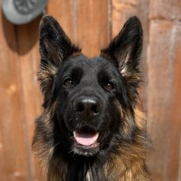 German Shepherds from Fairhaven German Shepherds
