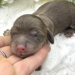 Crew - Chocolate and cream male Dachshund puppy in Exeter, California from Sawtooth Miniature Dachshunds