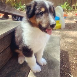 Creekside Collies Black Sapphire - Old Time Scotch Collie puppy in Austin, Texas from Creekside Collies
