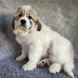 Edme - White and badger female Great Pyrenees puppy in Monmouth, Maine from Flewelling Great Pyrenees