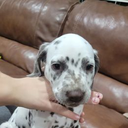 Dalmatian Puppies from RMS Dalmatians